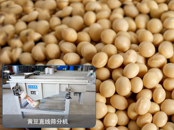 大豆草莓软件下载分机