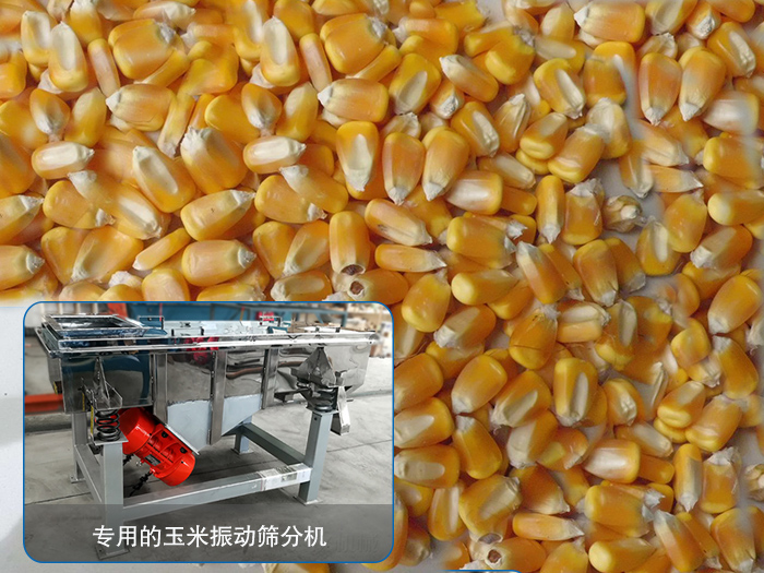 玉米草莓视频污染版下载